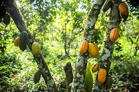 ph icc cocoa initiative